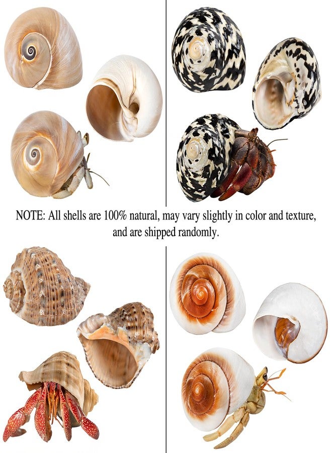 QICQDRAM Boutique Extra to Large Hermit Crab Shells 2.9"-3.3" Natural Hermit Crab Shells Opening Size 1.2" - 2" for Hermit Crab Turbo Growth Shells Hermit Crab Supplies - Image 5